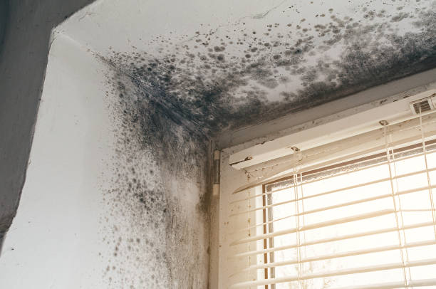 Affordable Mold Remediation solutions in Avenue, MD